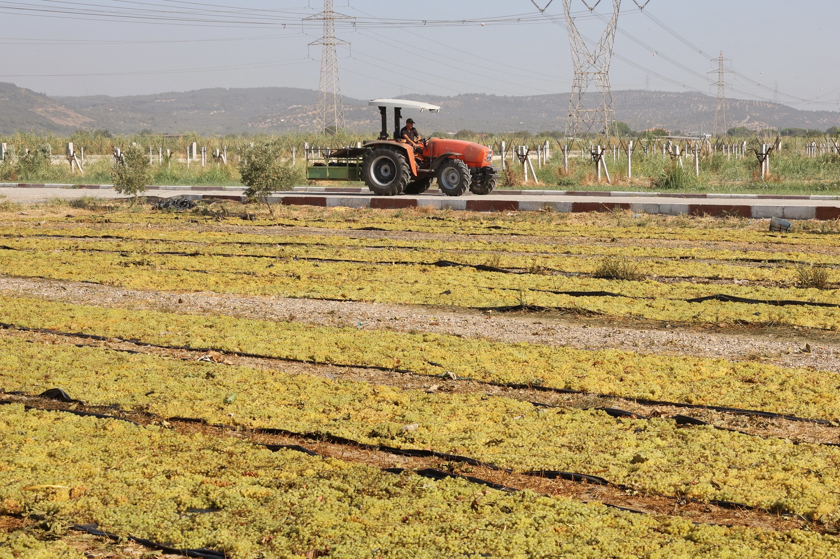 Menemen'de üzüm bağında sabah mesaisi