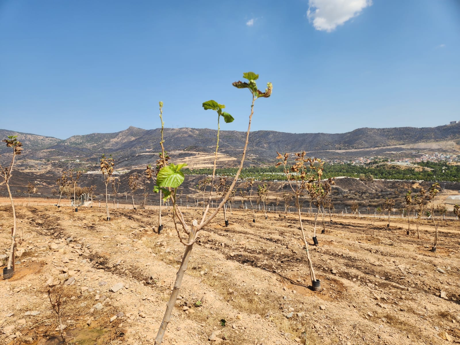 Yapraklar yeniden yeşermeye başladı