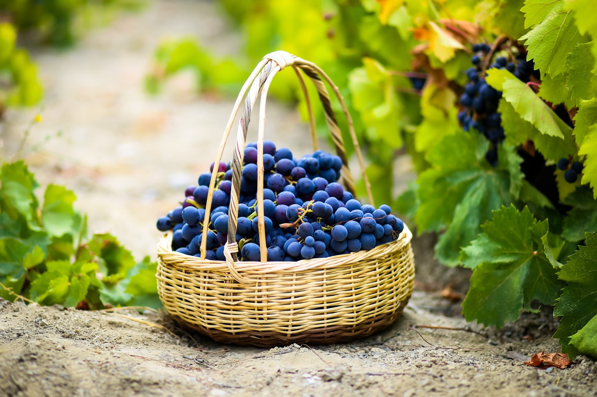 Karabağlar Kavacık festivali şehre geliyor