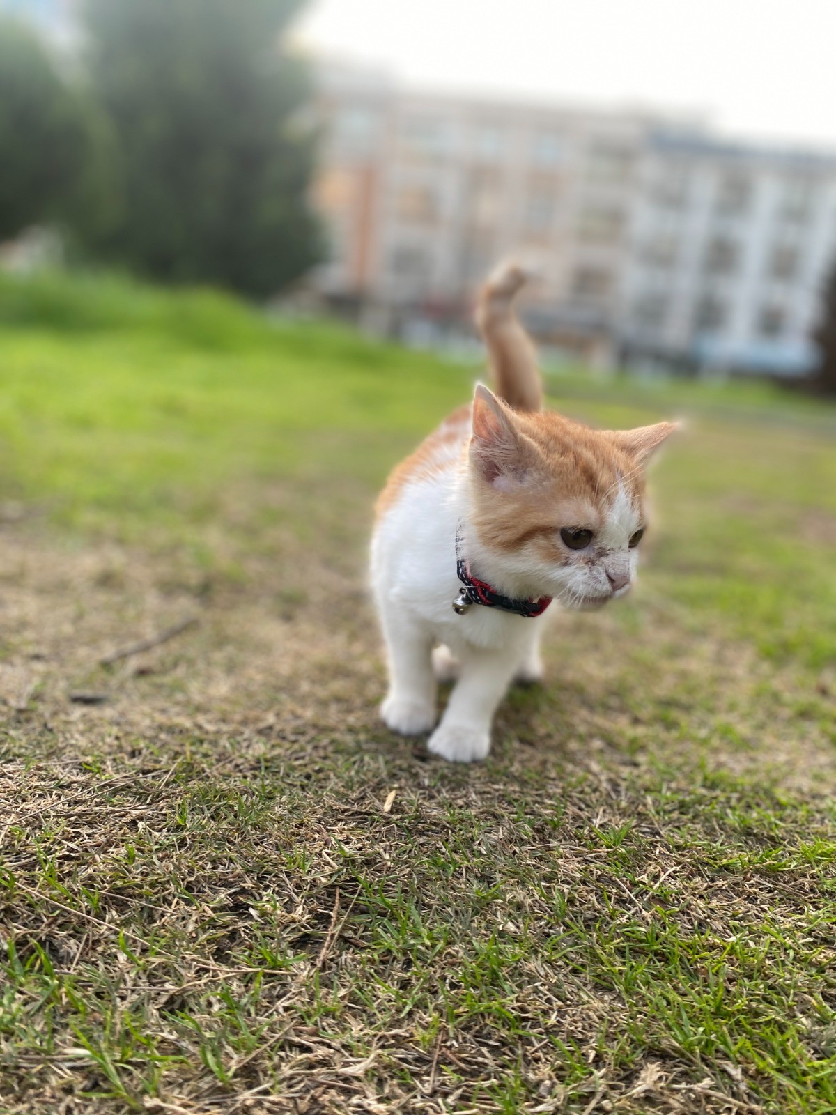 Yoğun bakımda yaşama tutundu, adı “Mucize” oldu