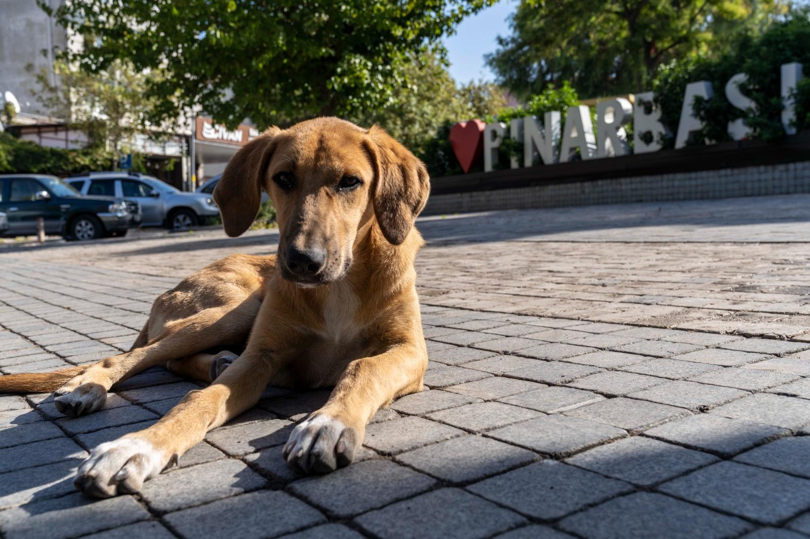 11 ilçede sahipsiz hayvan sayımı tamamlandı
