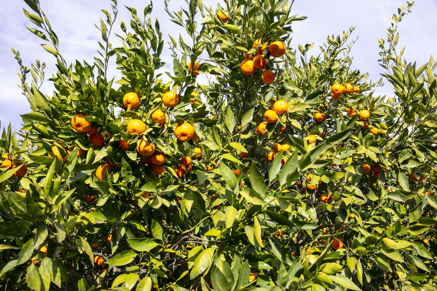 Çiftçinin Ürünü Dalında Kaldı, Belediye Topladı Halka Dağıttı