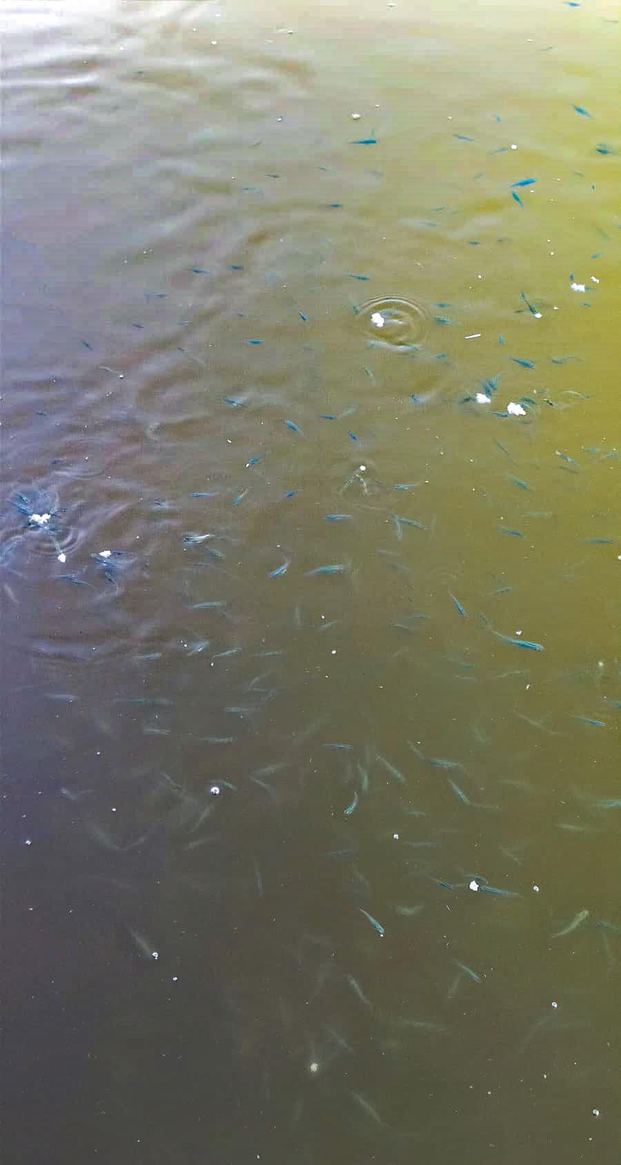 Karşıyaka Belediyesi, sivrisineğe karşı biyolojik yöntemlerle mücadele ediyor