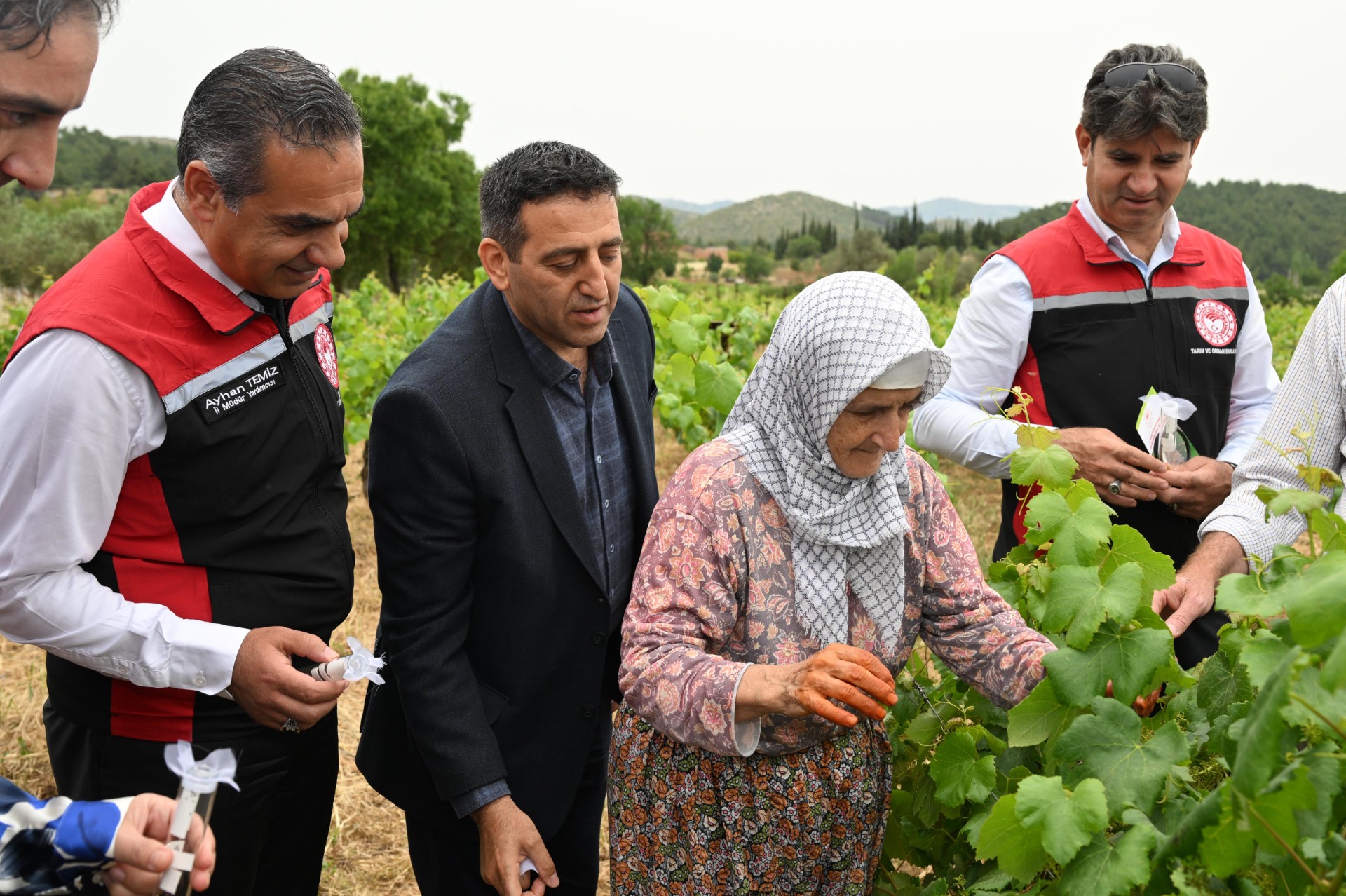 İzmir'de kahverengi kokarca'ya biyolojik savaş açıldı