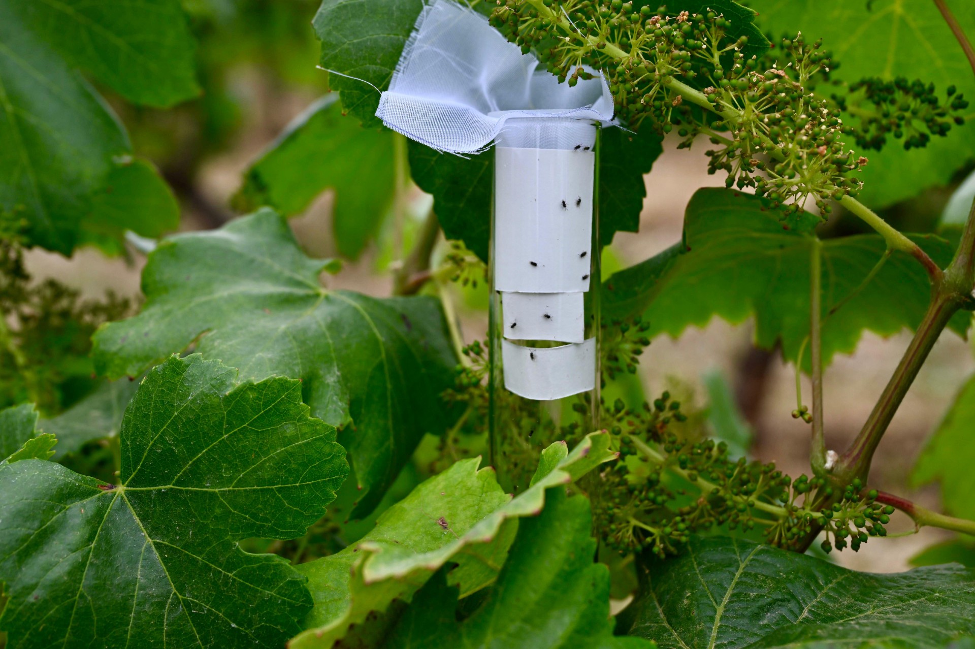 İzmir'de kahverengi kokarca'ya biyolojik savaş açıldı