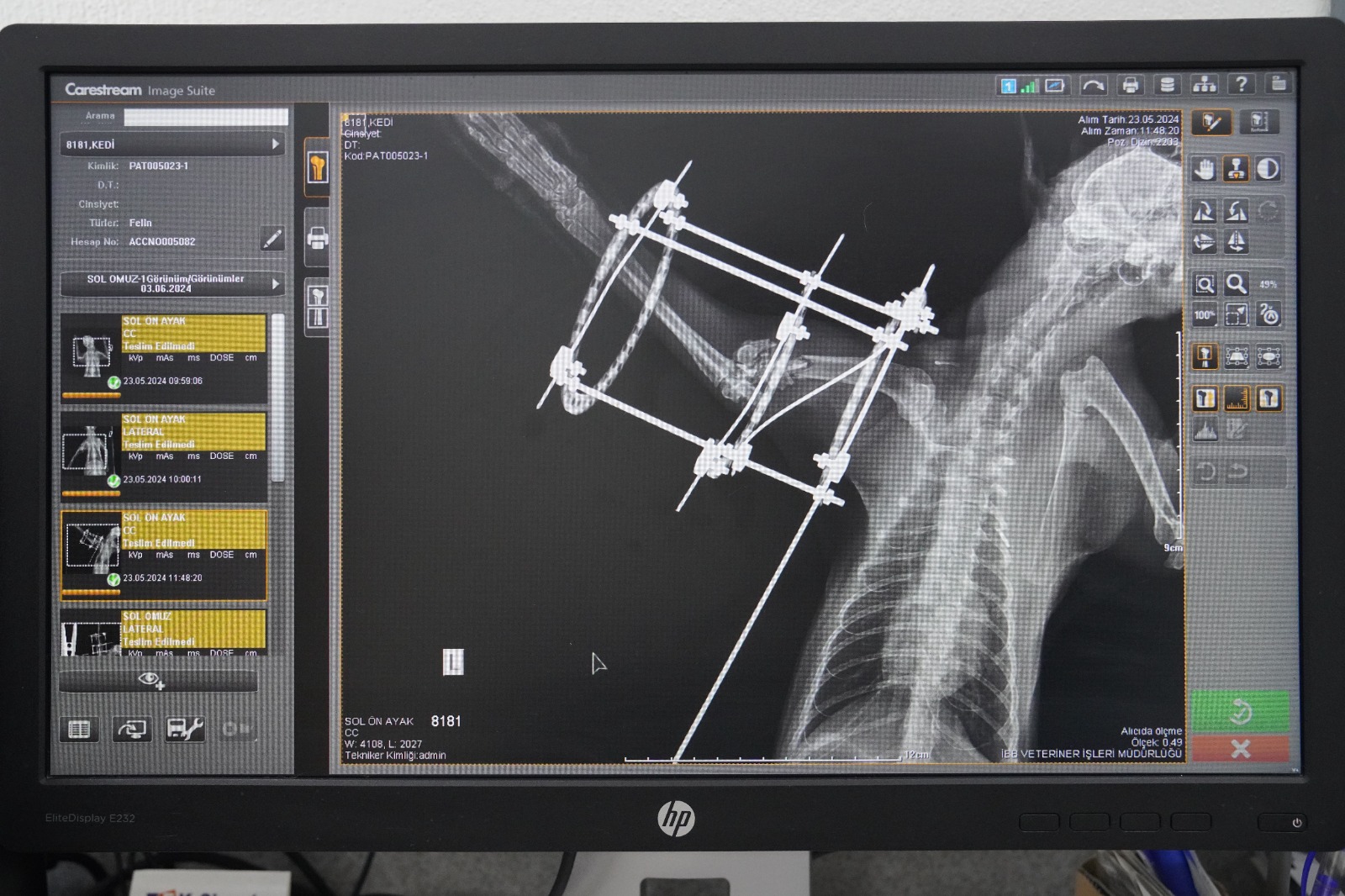 Bacağı kesilmekten kurtarılan Balım kendine yuva arıyor