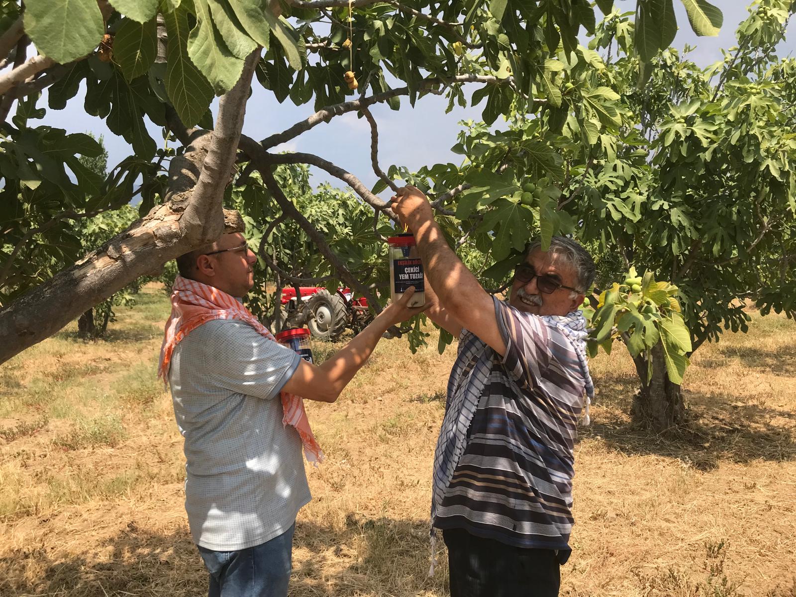 İncirde ekşilik böceği ile doğal mücadele