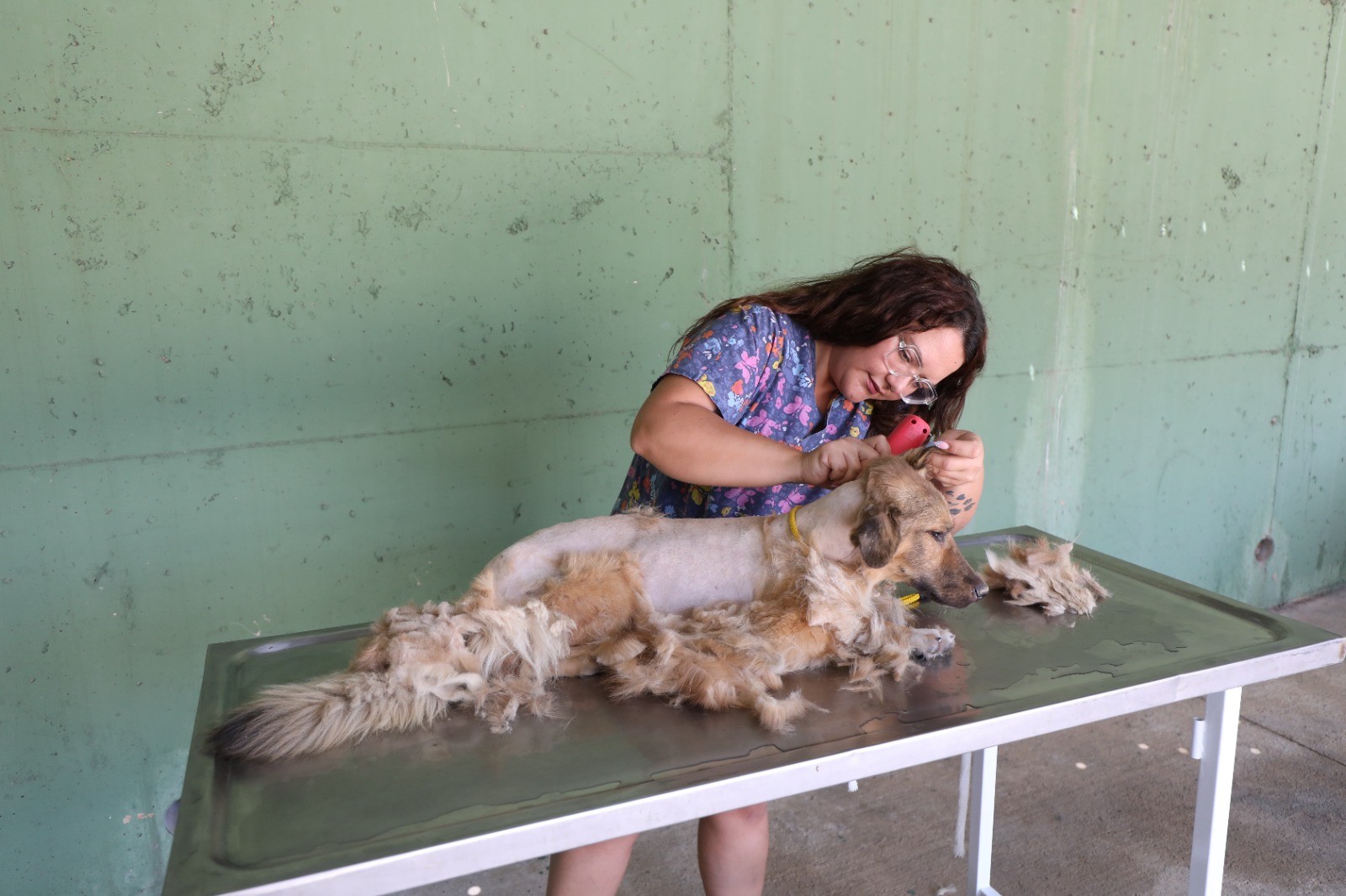 Karşıyaka can dostlara sahip çıkıyor