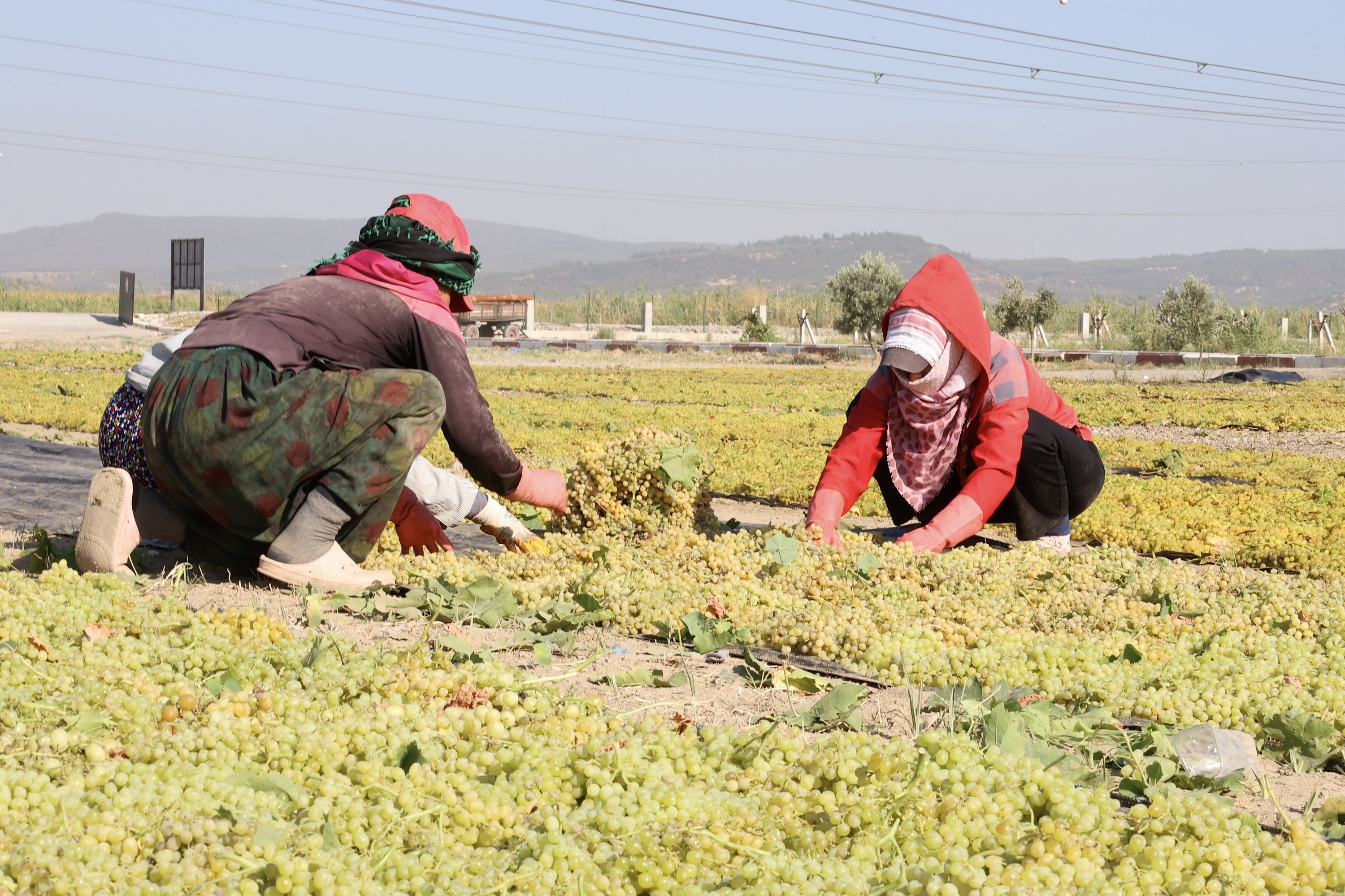 Menemen'de üzüm bağında sabah mesaisi