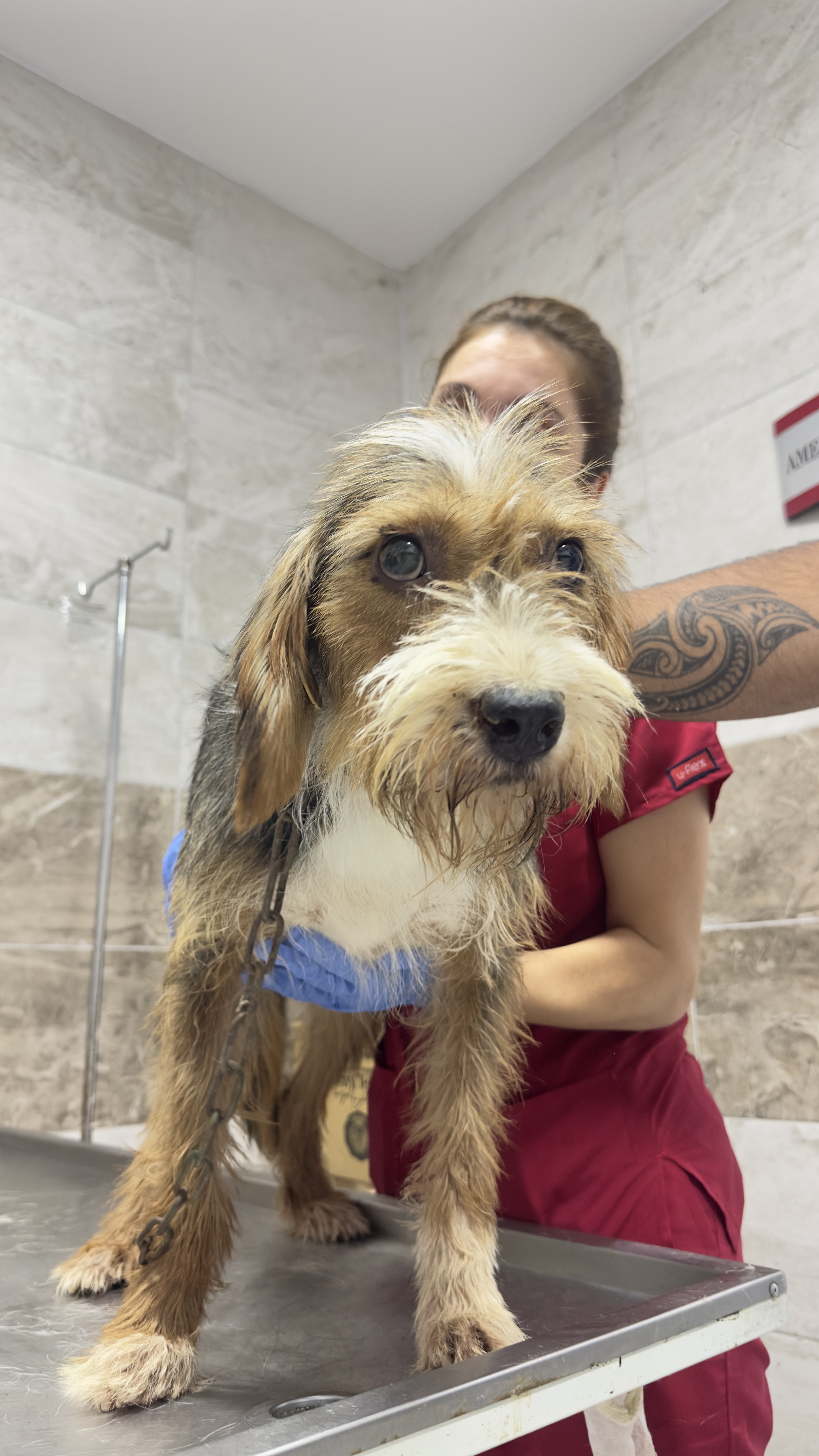 Yangından kurtarılan can dostlara Menemen’de şefkat eli