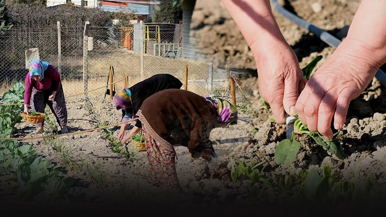 Bornovalı kadınların elinden... Kent Bostanı'nda ilk hasat