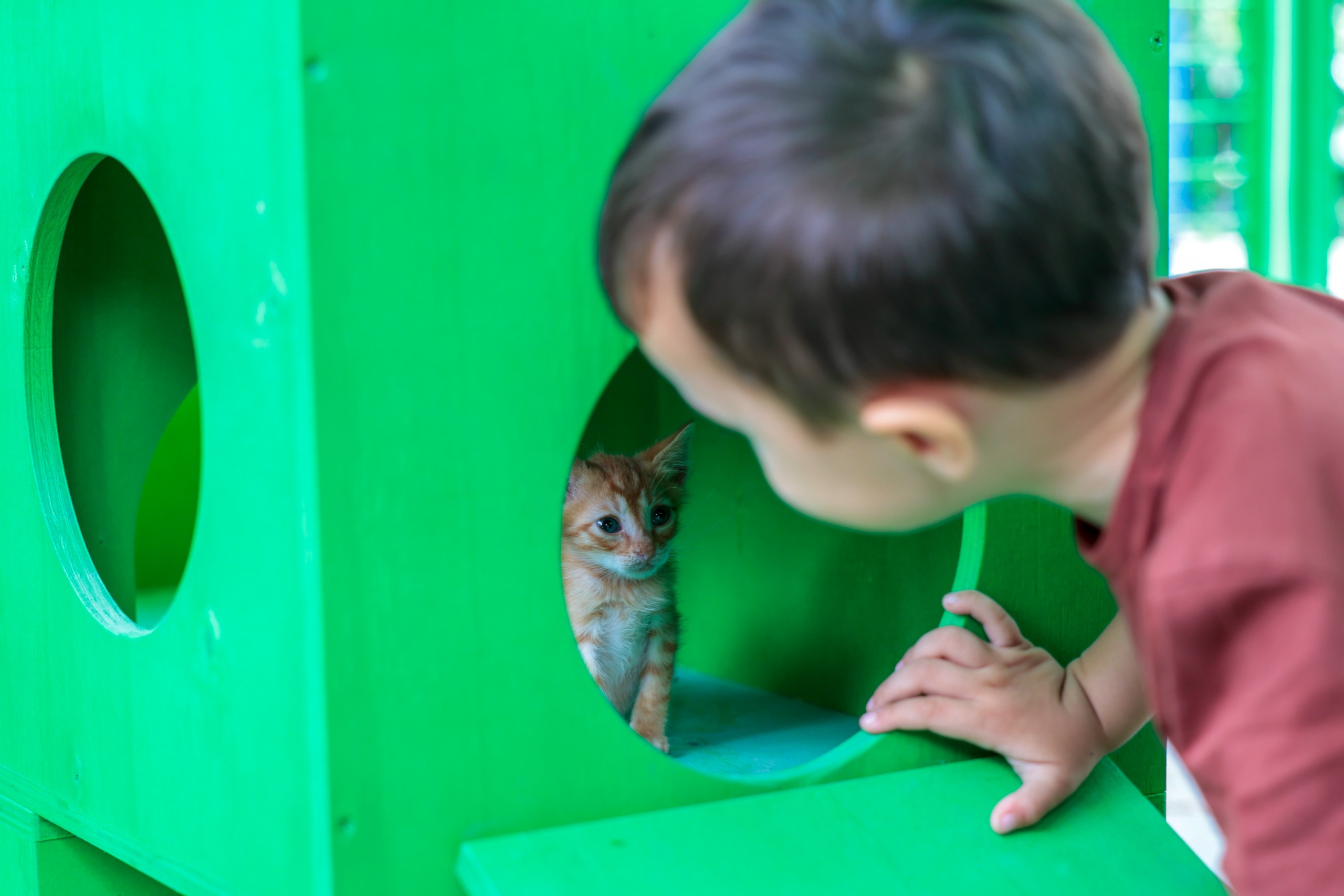 Konak'ta can dostlara özel şenlik: Yeni yuvalarına kavuştular