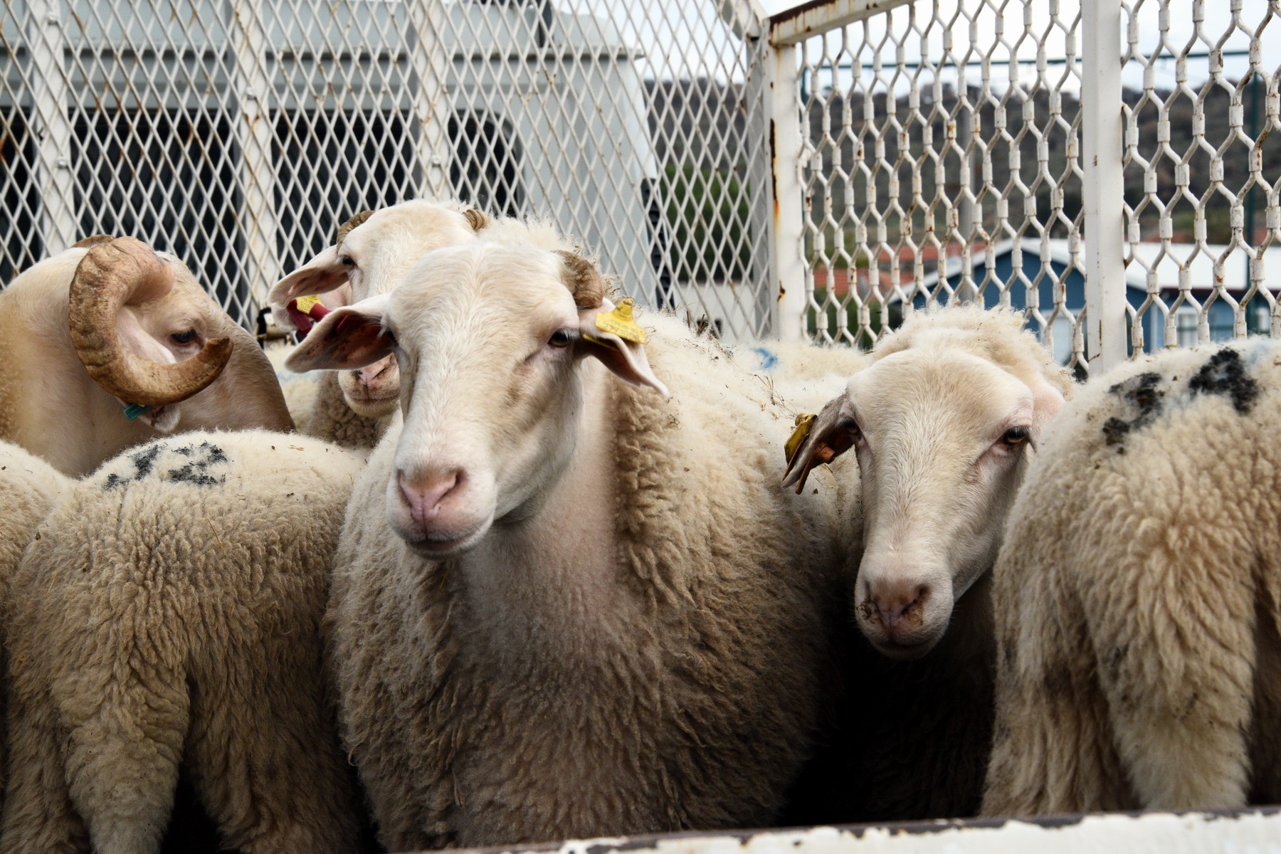 Aliağa’da Üreticiye Destek Sürüyor: Hibeli Koyun ve Koçlar Üreticilere Teslim Edildi