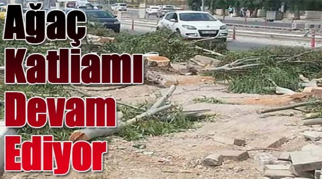 Ağaç katliamı devam ediyor
