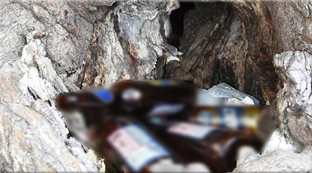 Ağaç Kovukları Çöp Tenekesine Döndü