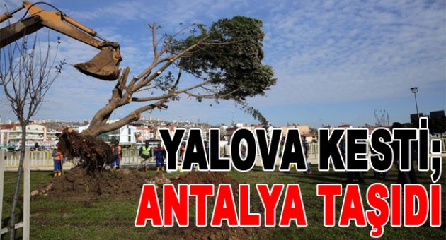Antalya'da ağaçlar kesilmek yerine söküldü