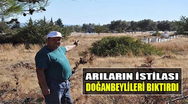 Arıların İstilası Doğanbeylileri Bıktırdı