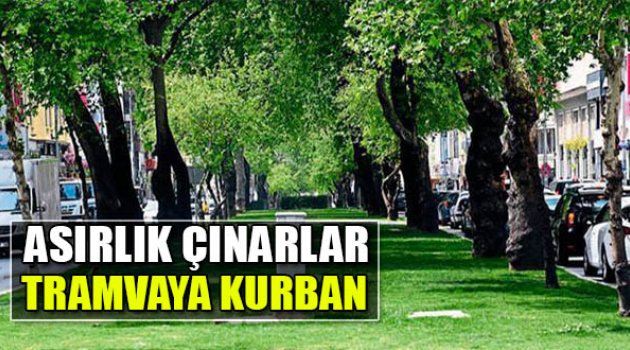 Asırlık Çınarlar Tramvaya Kurban