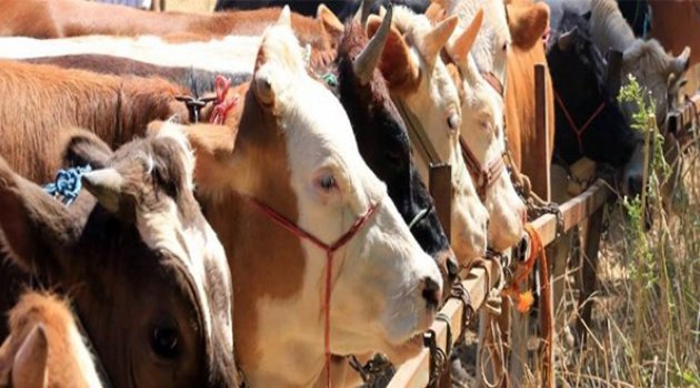 Bakan'dan Kurban Keseceklere Önemli Uyarı