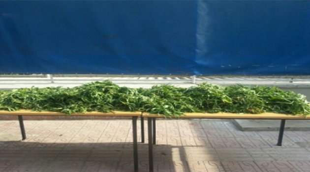 Bayındır'da 12 Kilo Esrar Ele Geçirildi