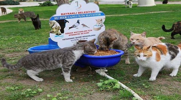 Bayraklı’da Sokak Hayvanları İlgisiz Kalmıyor
