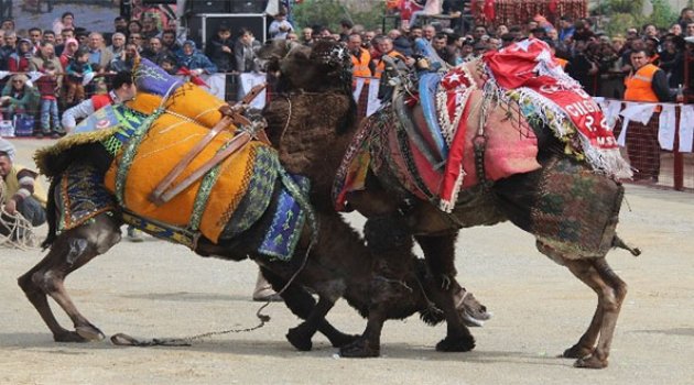 Bayraklı Deve Güreşleri İle Şenlendi