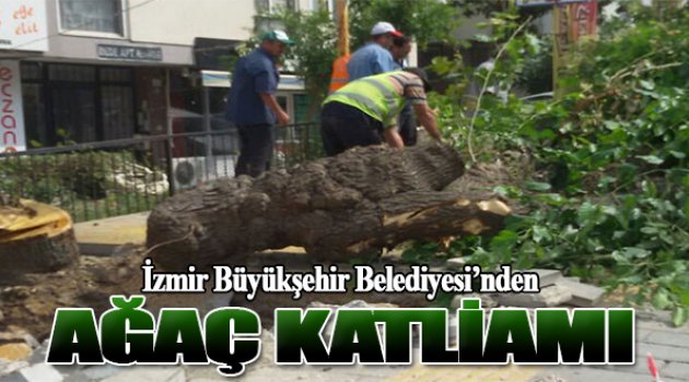 Belediyenin Ağaç Katliamı Vatandaşı Kızdırdı!