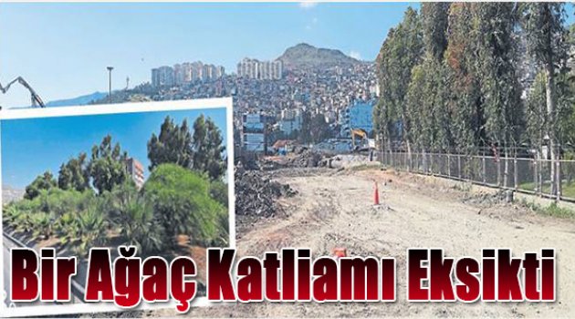 Bir ağaç katliamı eksikti