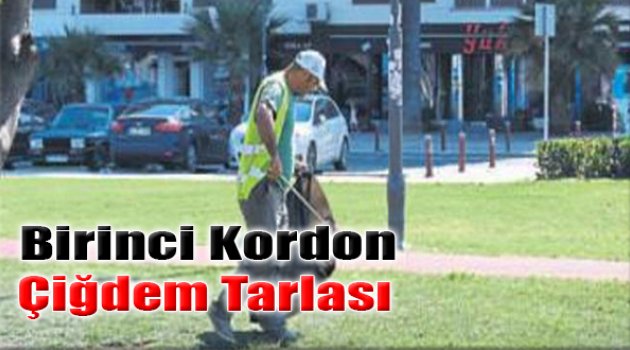 Birinci Kordon Çiğdem Tarlası