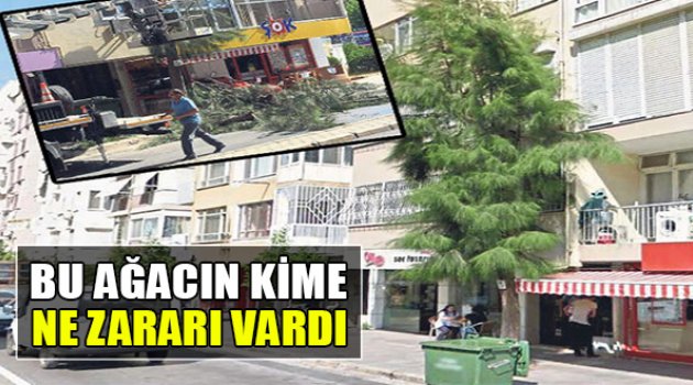 Bu Ağacın Kime Ne Zararı Vardı!