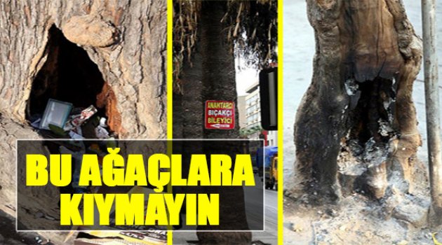 Bu Ağaçlara Kıymayın!