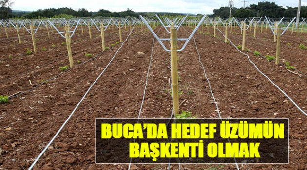 Buca’da Hedef Üzümün Başkenti Olmak