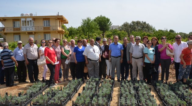 Buca’da Lavanta Yetiştiriciliği Yaygınlaştırılıyor