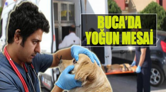 Buca’da Sokak Hayvanları İçin Yoğun Mesai