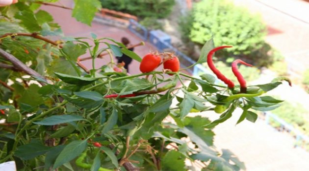 Buca'da Organik Ürünler Balkonlarda Yetişiyor