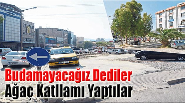 ‘Budayacağız’ Dediler Ağaç Katliamı Yaptılar