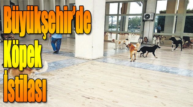 Büyükşehir’de Köpek İstilası
