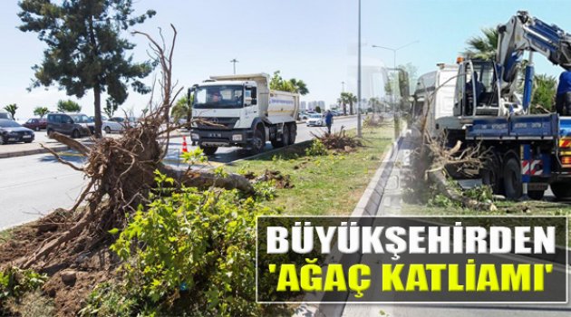Büyükşehir Tramvay İçin Ağaçları Katletti!
