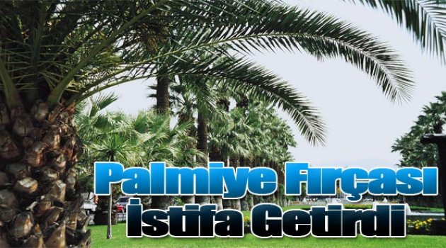 Büyükşehir'de Palmiye Fırçası İstifa Getirdi...