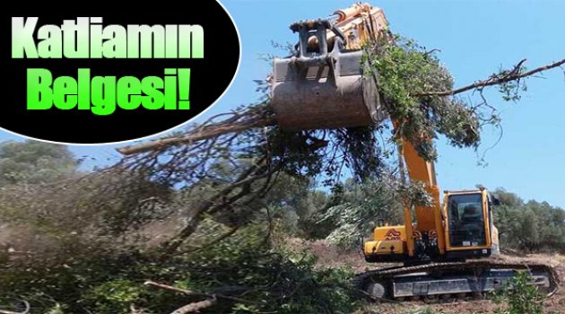 Büyükşehirin Katliam Belgesi!