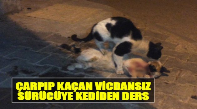 Çarpıp Kaçan Vicdansız Sürücüye Kediden Ders