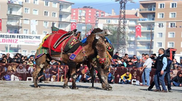 Çiğli Deve Güreşleri İle Şenlendi