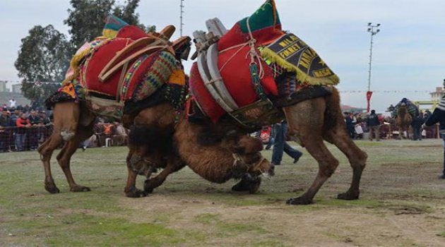 Çiğli Deve Güreşleri İle Şenleniyor