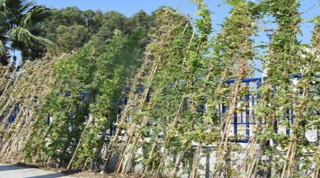 Çirkin Görünüme Yeşil Kamuflaj