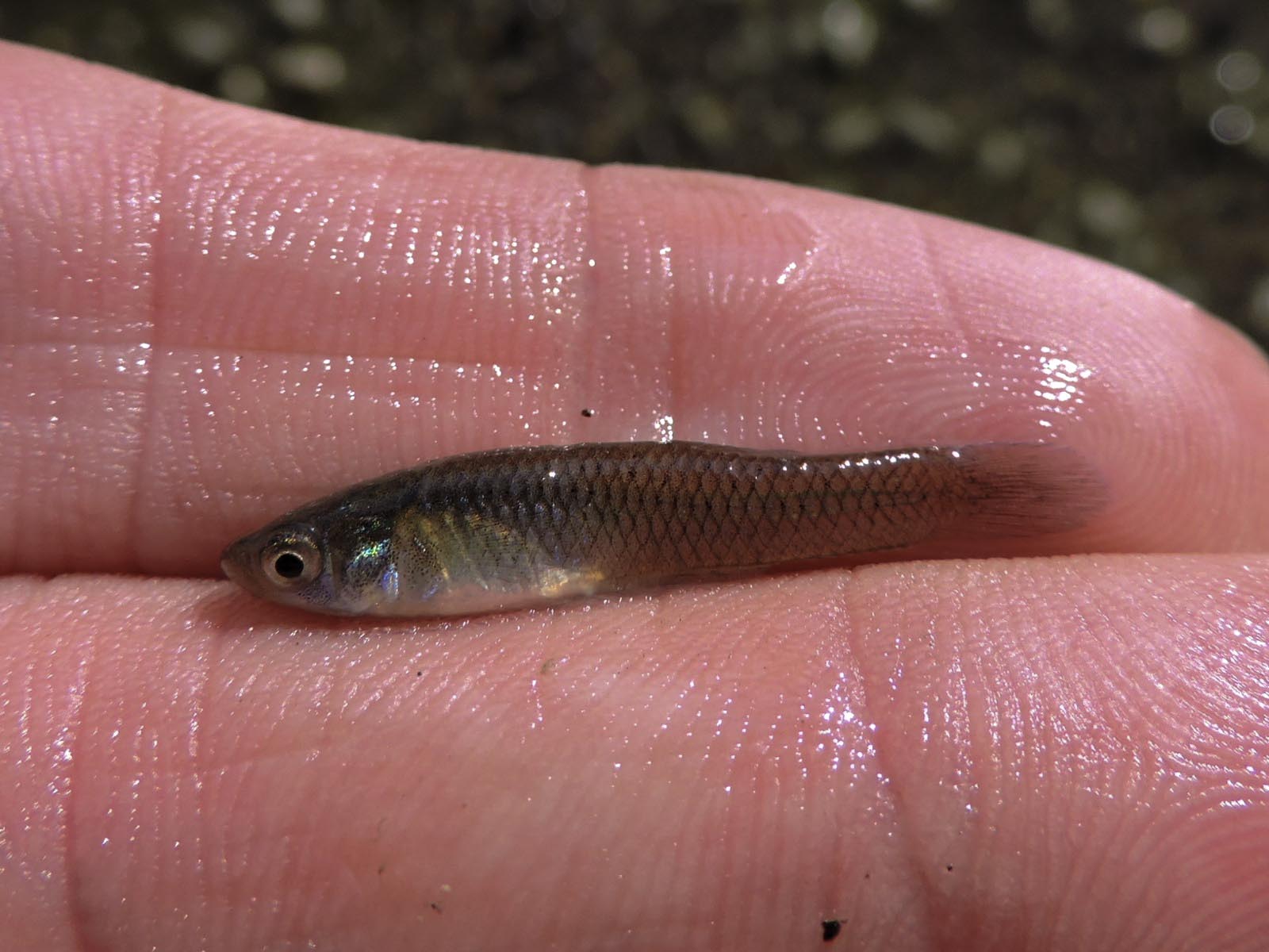 Karşıyaka Belediyesi, sivrisineğe karşı biyolojik yöntemlerle mücadele ediyor