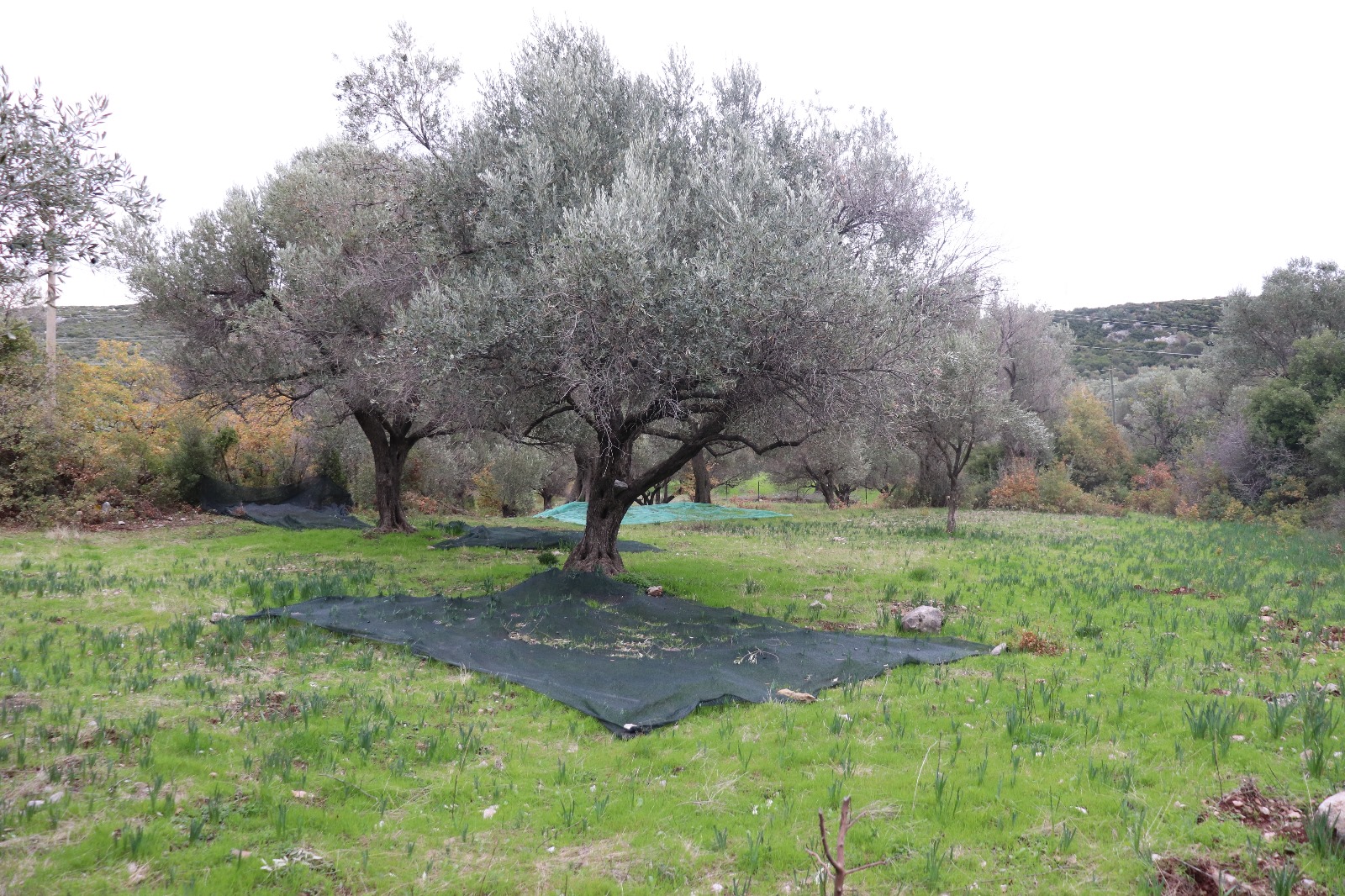 KARABURUN’DA ‘FURMA’ RESMEN MARKA OLDU