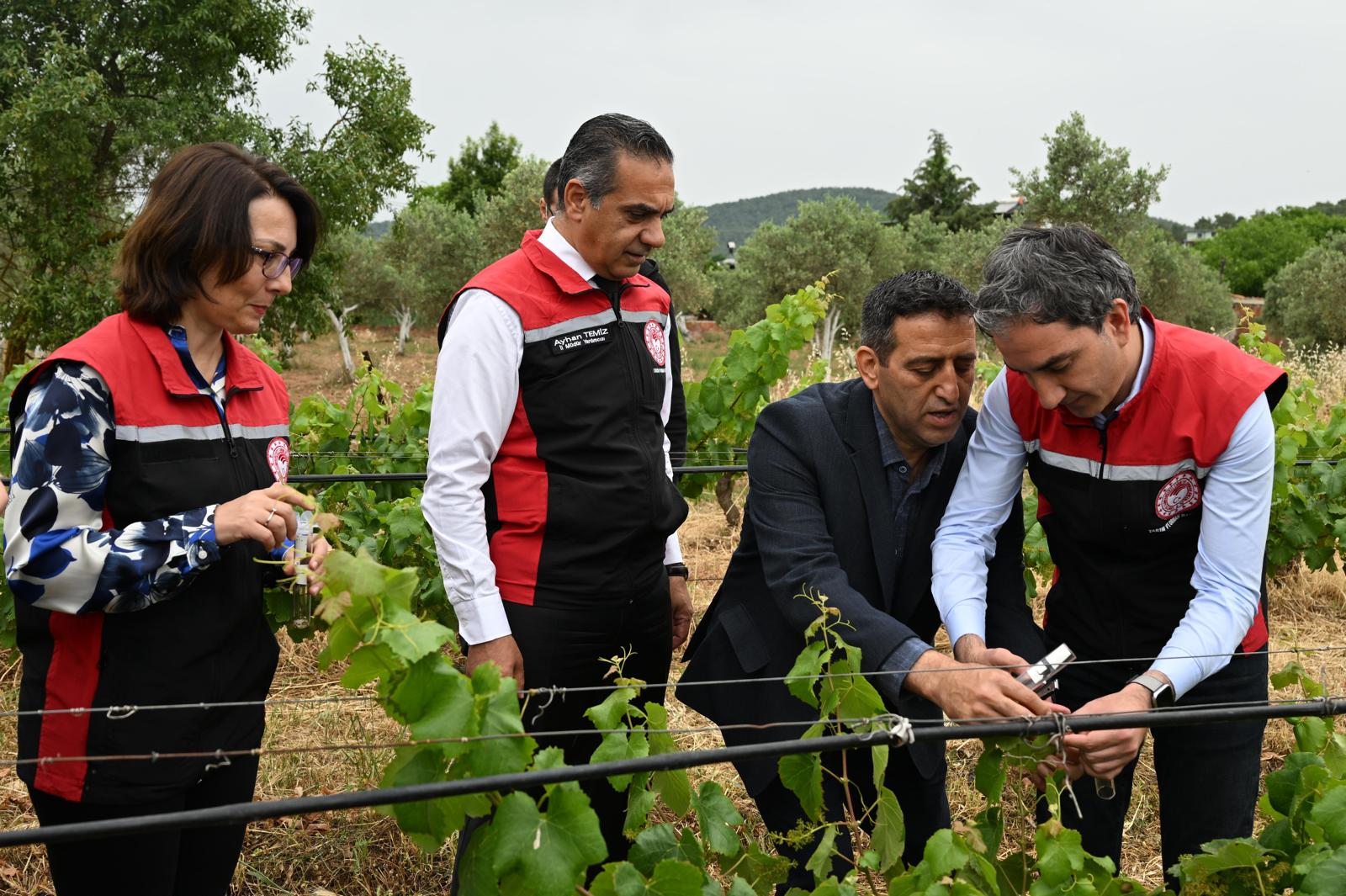İzmir'de kahverengi kokarca'ya biyolojik savaş açıldı