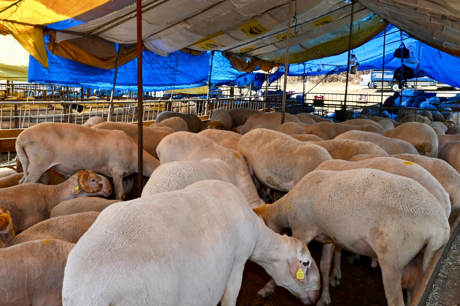 Kurban Bayramına İzmir Hayvan Pazarları Hazır