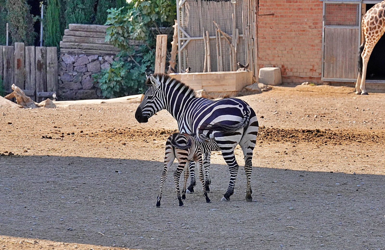 Kakadu papağanı ailesinin 15 yıl sonra ilk yavrusu dünyaya geldi