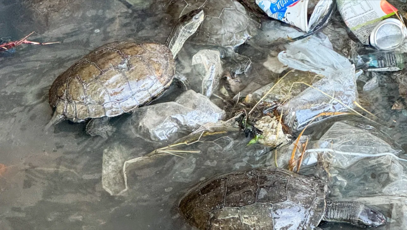 Kaplumbağalar kirli suda yaşam mücadelesi veriyor